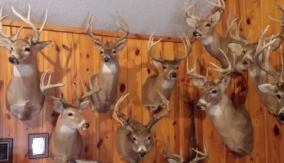 Taxidermy For Sale